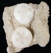 Beautiful Pair Of Fossil Sand Dollars - France #16058-2